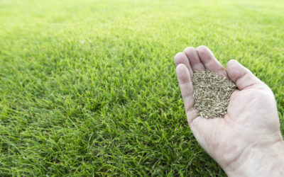Do you sell grass seed?