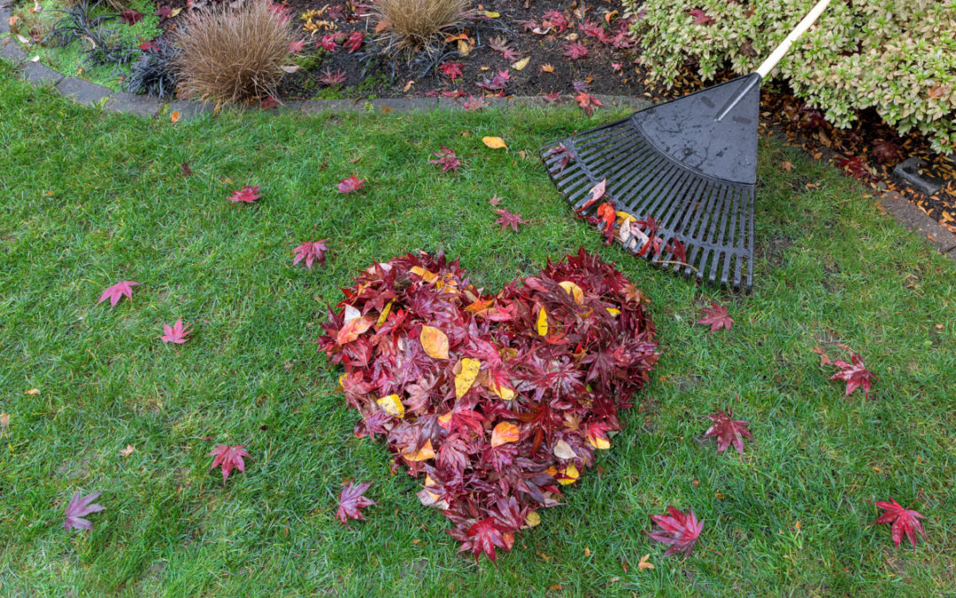 Autumn Lawn Care