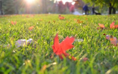 Laying turf in Autumn – the smart choice for lawns