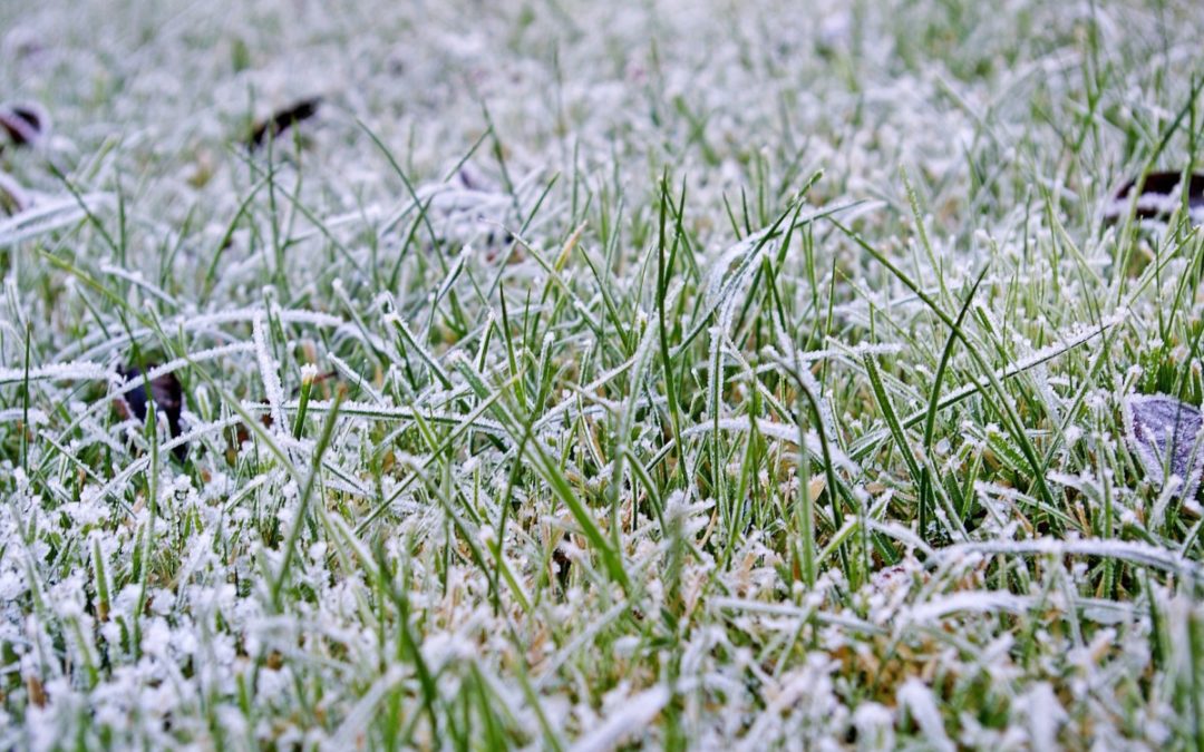Winter Lawn Care