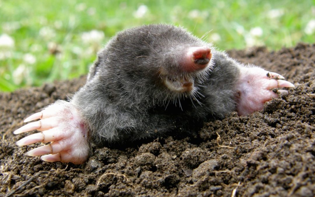 How do I get rid of moles, humanely?