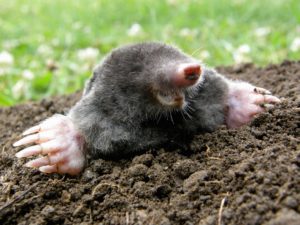 How do I get rid of moles, humanely?