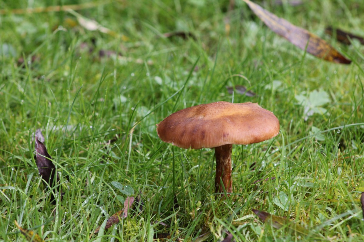 Why Do Toadstools Appear In Lawns And