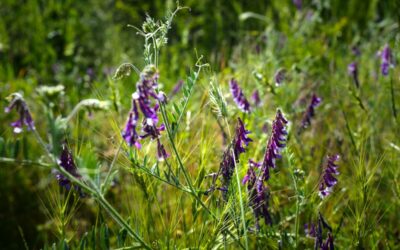 No mow June – should you let your lawn keep growing?