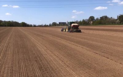 From Seed to Sod: how turf fields are grown