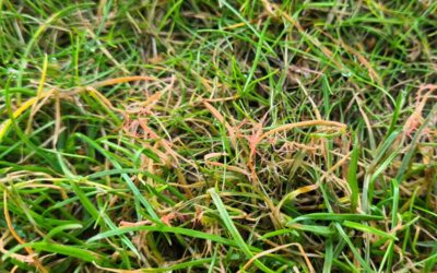 What is Red Thread in a Lawn?