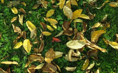 Lawncare – should you rake leaves off your lawn?
