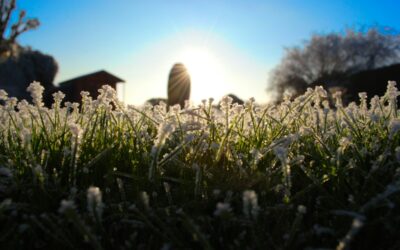 How to keep your lawn looking its best through winter