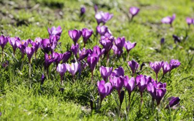 Should you plant spring bulbs in your lawn?