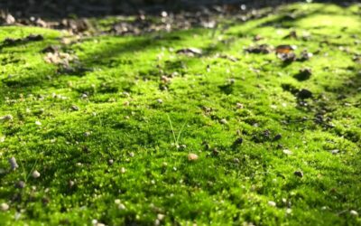 How January sets up your lawn for the year ahead