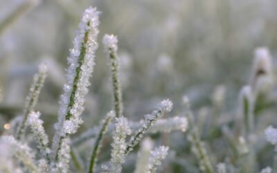 Why you should avoid walking on frosty lawns this winter