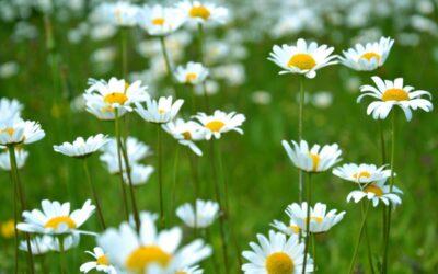 The benefits of No Mow May