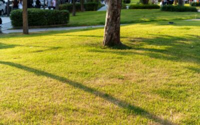 The biggest lawn mistake people make during a drought