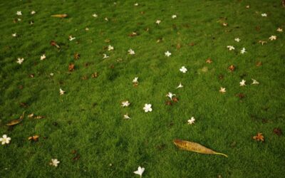 Give your lawn some autumn TLC