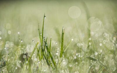 How to care for your lawn after a drought